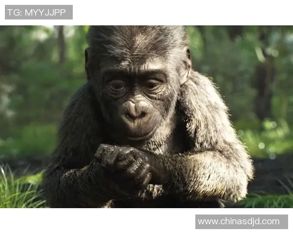 揭秘足球明星大猩猩的真实身份与传奇故事 揭秘足球明星大猩猩的真实身份与传奇故事